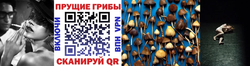 Галлюциногенные грибы Psilocybe Кедровый